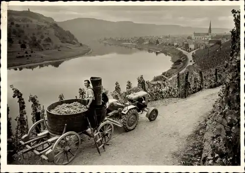 Ak Kröv an der Mosel, Weinernte, Blick auf Mosel