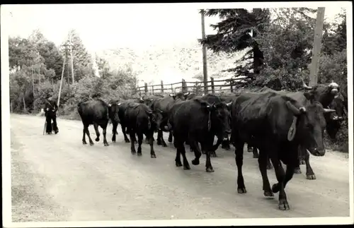 Foto Ak Viehtrieb, Rinder, Hirt, Bauer, Straße, Landwirtschaft