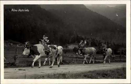 Ak Alm-Abtrieb, Rinder, Viehtrieb, Landwirtschaft