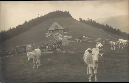Foto Ak Wiese, Kühe, Landwirtschaft