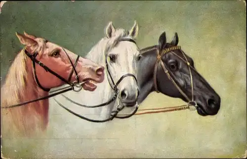 Ak Drei Pferde mit Zaumzeug, Pferdeköpfe, Pferdestudie