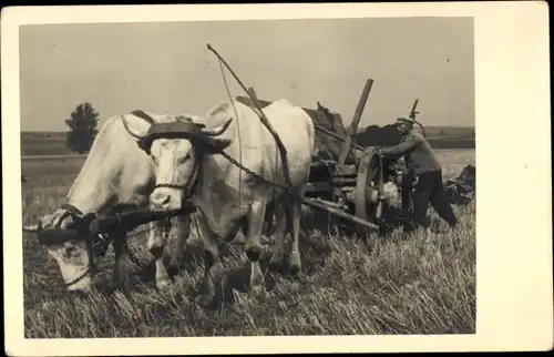 Foto Ak Bauer, Ackerarbeit, Pflug, Rinder, Landwirtschaft