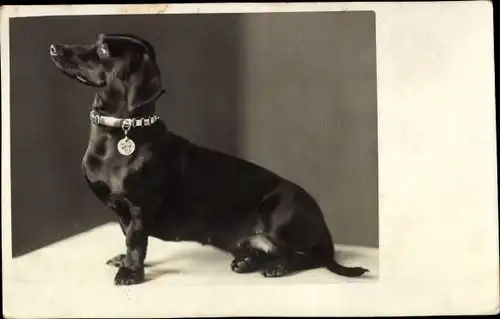 Foto Ak Dackel, Hund, Tierportrait, Halsband