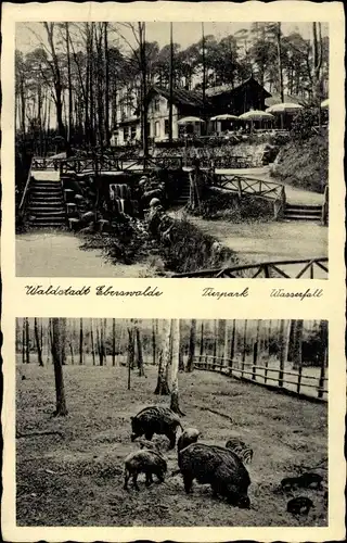 Ak Eberswalde im Kreis Barnim, Tierpark, Wasserfall, Wildschweine