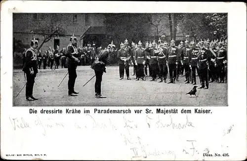 Ak Berlin, Die dressierte Krähe im Parademarsch vor Kaiser Wilhelm II.