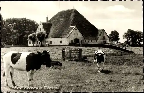 Ak Eiderstedt Friedrichstadt in Schleswig Holstein, Kühe auf der Weide vor dem Roten Hauberg