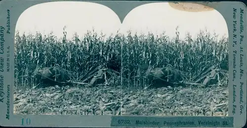 Stereo Foto Pennsylvania USA, Maisbinder, Plantage