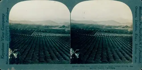 Stereo Foto San Gabriel Valley Kalifornien USA, Orangenplantage