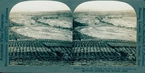 Stereo Foto Shizuoka Japan, Tee- und Reisplantagen
