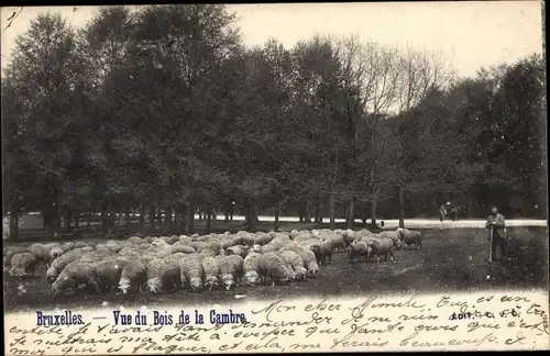 Ak Bruxelles Brüssel, Vue du Bois de la Cambre