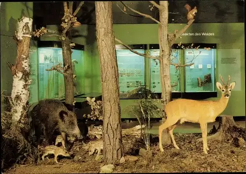 Ak Gera in Thüringen, Museum für Naturkunde, Diorama Lebensraum Wald