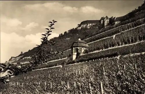 Ak Freyburg an der Unstrut, Weinberge, Neuenburg