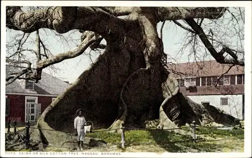 Ak Nassau Bahamas, Ceiba oder Seidenbaumwollbaum