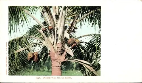 Ak Wo die Kokas wachsen, Kokospalme, Kokosnusspalme, Kokospalme