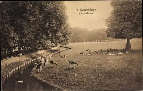 Ak 's Gravenhage Den Haag Südholland, Hertenkamp