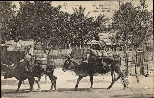 Ak Saint Louis Senegal, Boeufs Porteurs