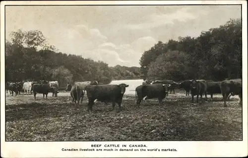 Ak Kanada, Rinder in Kanada