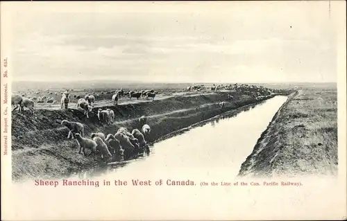 Ak Montreal Quebec Kanada, Schafzucht im Westen Kanadas