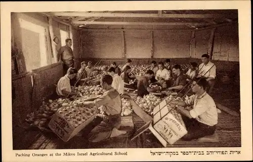 Ak Israel, Packing Oranges at the Mikve Israel Agricultural School