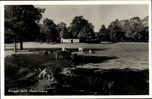 Ak Bergen Nordholland Niederlande, Hertenkamp, Rehe