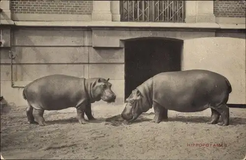 Ak Antwerpen Anvers Flandern, Hippopotames, Nilpferde, Flusspferde, Zoologischer Garten