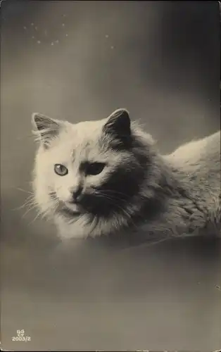 Ak Weiße Katze, Tierportrait