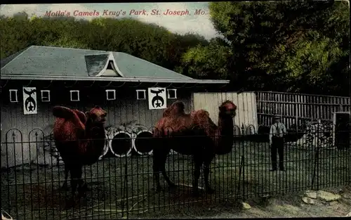 Ak Saint Joseph Missouri USA, Moila's Camels Krug's Park