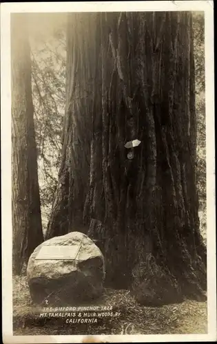 Ak Der Gifford Pinchot Tree, Mount Tamalpais, Muir Woods