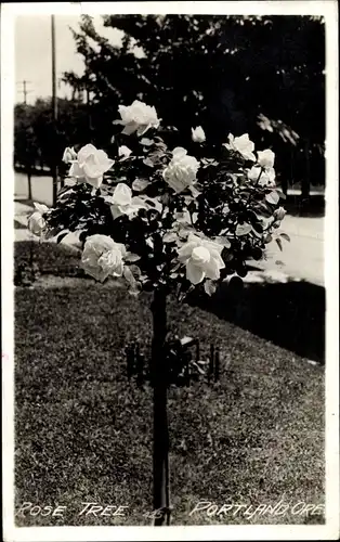 Ak Portland Oregon USA, Rosenbaum