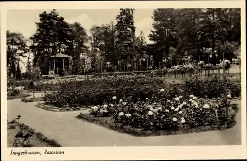 Ak Sangerhausen am Südharz, Rosarium