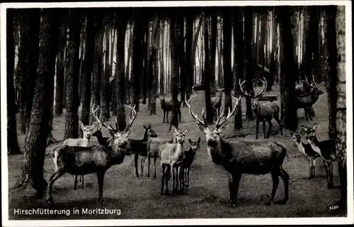 Ak Moritzburg in Sachsen, Hirschfütterung