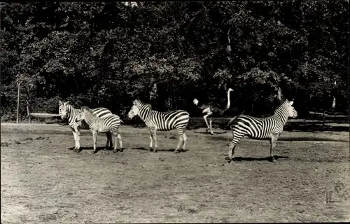 Ak Emmen Drenthe Niederlande, Tierpark, Zebras, Strauß