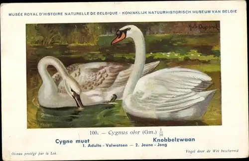 Künstler Ak Dupond, Hub., Nr. 100 Cygnus olor, Höckerschwan