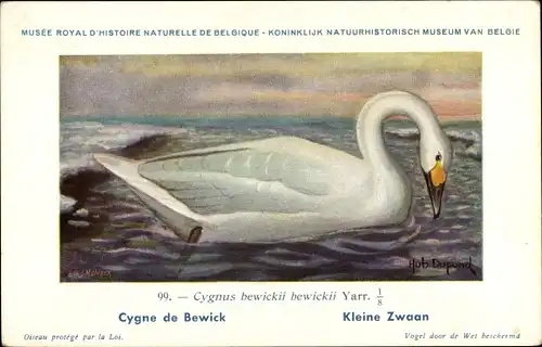 Künstler Ak Dupond, Hub., Nr. 99 Cygne bewickii, Zwergschwan