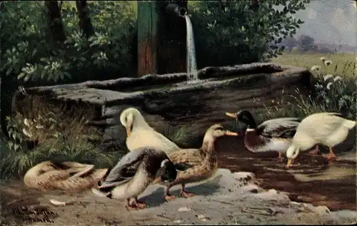 Künstler Ak Schönian, Alfred, Enten und Gänse am Brunnen