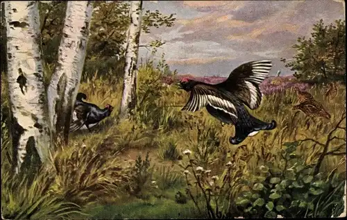 Künstler Ak Balzende Auerhähne