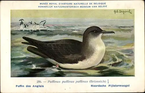 Künstler Ak Dupond, Hub., Nr. 256 Puffinus puffinus, Atlantiksturmtaucher