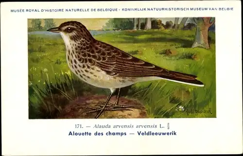 Künstler Ak Dupond, Hub., Alauda arvensis, Feldlerche, Nr. 171