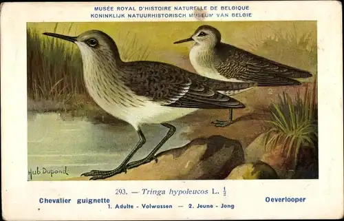 Künstler Ak Dupond, Hub., Nr. 293 Tringa hypoleucos, Flussuferläufer