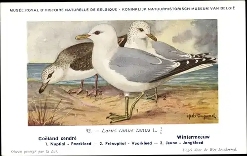 Künstler Ak Dupond, Hub., Larus canus, Sturmmöwe, Nr. 92