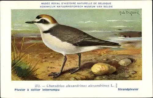 Künstler Ak Dupond, Hub., Nr. 272 Charadrius alexandrinus, Seeregenpfeifer