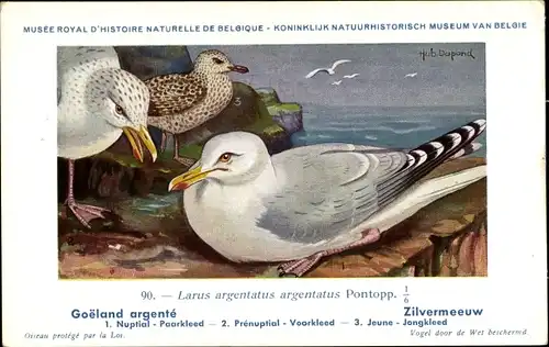 Künstler Ak Dupond, Hub., Larus argentatus, Silbermöwe, Nr. 90