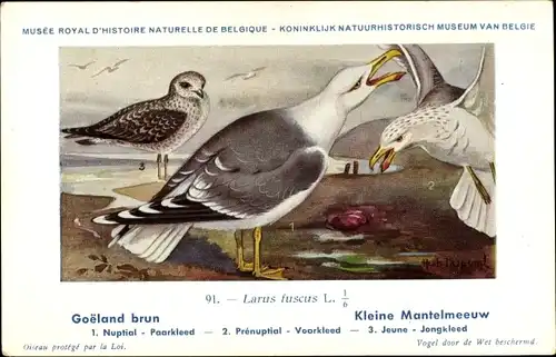 Künstler Ak Dupond, Hub., Larus fuscus, Heringsmöwe, Nr. 91