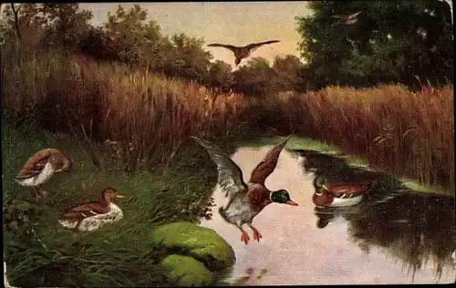 Künstler Ak Landschaft mit Enten, Schilf