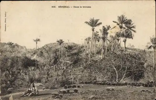 Ak Senegal, Landschaft im Busch