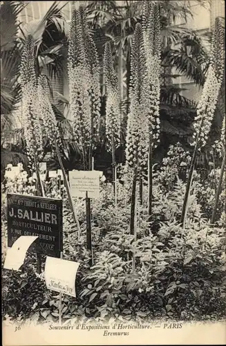 Ak Paris, Gartenbauausstellung, Eremurus