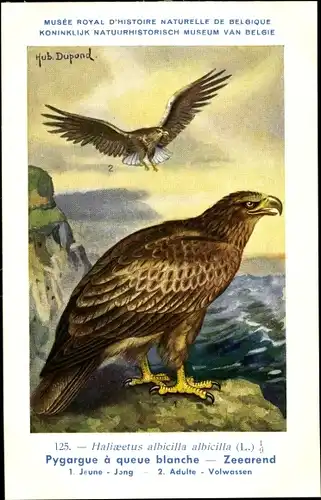 Künstler Ak Dupond, Hub., Haliaeetus albicilla, Seeadler