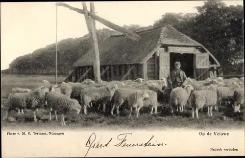 Ak Gelderland Niederlande, Op de Veluwe, Schafhirte, Schafe