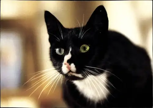 Ak Schwarz-weiße Hauskatze, Reklame, Whiskas