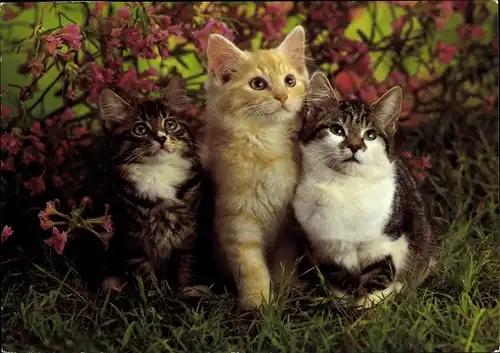 Ak Drei kleine Hauskatzen